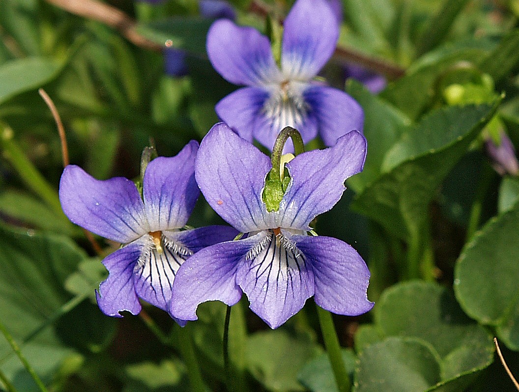 Viola canina, Heath Dogviolet